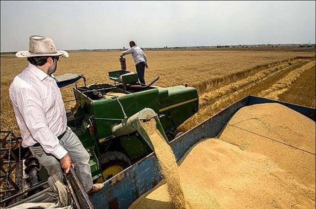 برداشت غلات و دانه‌های روغنی در آذربایجان‌غربی آغاز شد/پیش‌بینی برداشت ۸۰۰ هزار تُن گندم