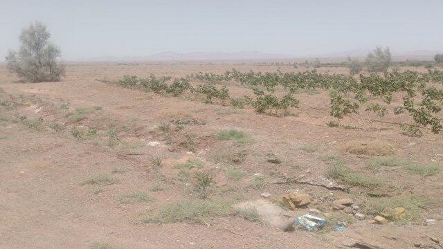 اجرای طرح بادشکن زنده در شهرستان عشق‌آباد؛ گامی بلند برای مقابله با بیابان‌زایی