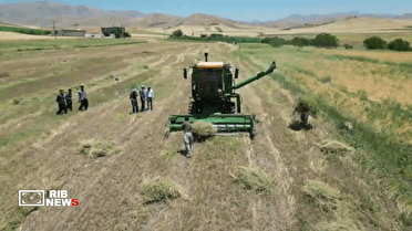 آغاز برداشت گشنیز از مزارع شهرستان کامیاران