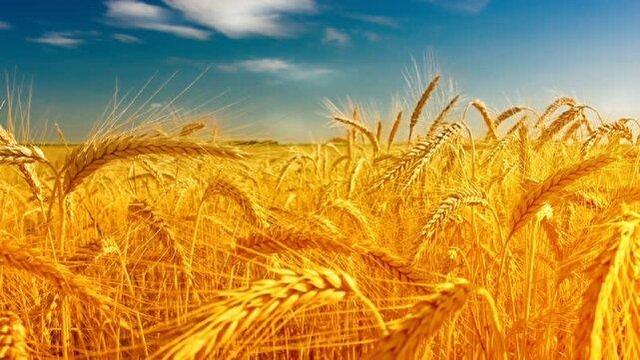 خرید تضمینی گندم در مازندران از مرز ۷۰ هزار تن گذشت