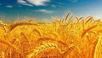 خرید تضمینی ۱۴ هزار تن گندم در گلوگاه