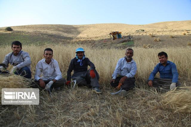 دلالان در کمین سو استفاده/ استفاده از کارت اعتباری برای گندم‌کاران اختیاری است