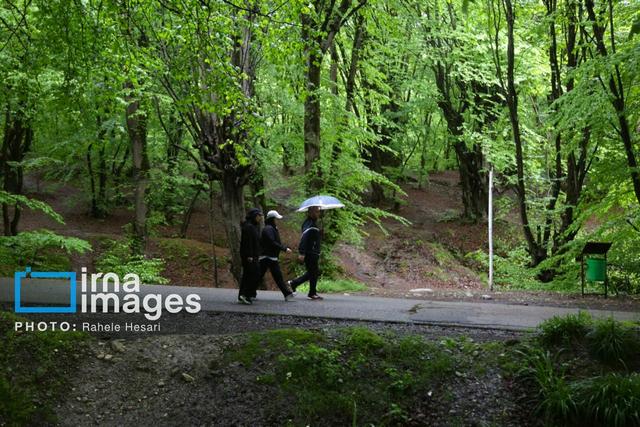 بارش پراکنده باران در نوار شمالی کشور