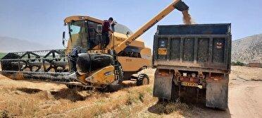آغاز برداشت گندم از مزارع شمال فارس