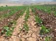 کشت انواع لوبیا در شهرستان اردل