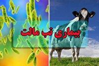 تب مالت تهدیدی جدی برای سلامت جامعه است