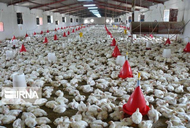 استاندار مازندران: مجوز واحدهای تولیدی طیور بدون پیشرفت فیزیکی در استان باطل میشود