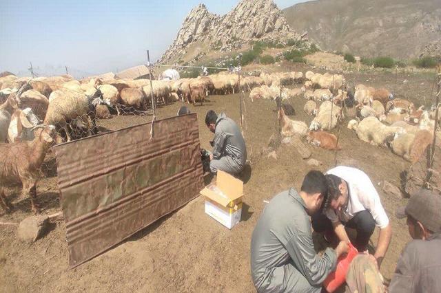 کانون تب برفکی در ییلاق عشایر اردبیل مهار شد