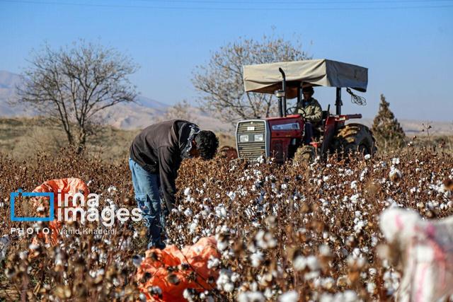 گنج پنهان کشاورزی خراسان شمالی برای خلق ثروت و اشتغال