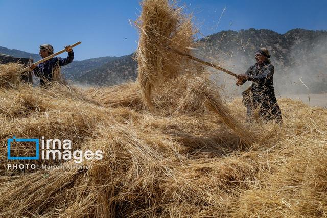 هواشناسی چهارمحال و بختیاری: کشاورزان هر چه سریع‌تر محصولات خود را جمع‌آوری کنند