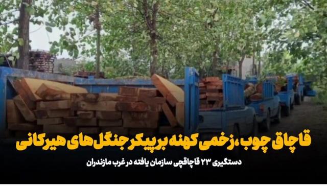 فیلم/ قاچاق چوب زخم کهنه بر پیکر جنگل‌های هیرکانی