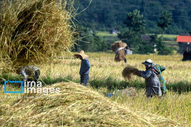 فرماندار: برق چاه‌های آب کشاورزی تالش تا آغاز برداشت برنج پایدار می‌ماند