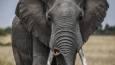 Mystery illness kills 15 elephants in Kenya