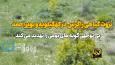 فیلم| ثروت گیاهی زاگرس در کهگیلویه وبویراحمد، گنجینه‌ای رو به نابودی
