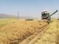 دستگاه مخصوص برداشت حبوبات در بوکان رونمایی شد
