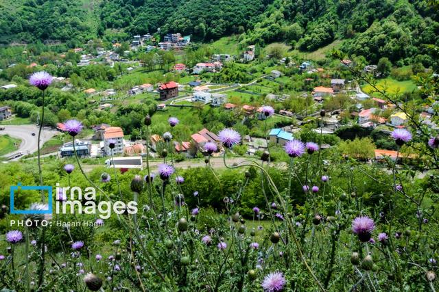 فیلم/ واکاوی عوامل تهدیدزا جنگل‌های هیرکانی