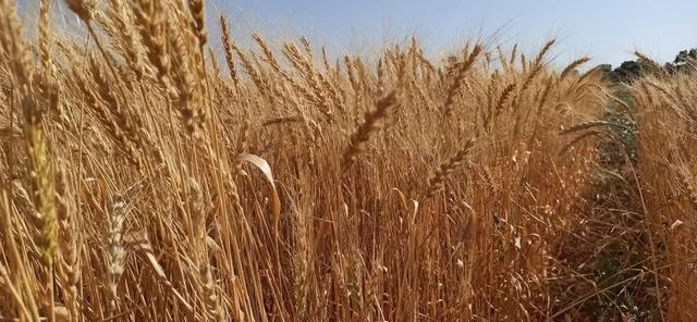 بهبود کیفیت گندم آذربایجان شرقی در سال جاری