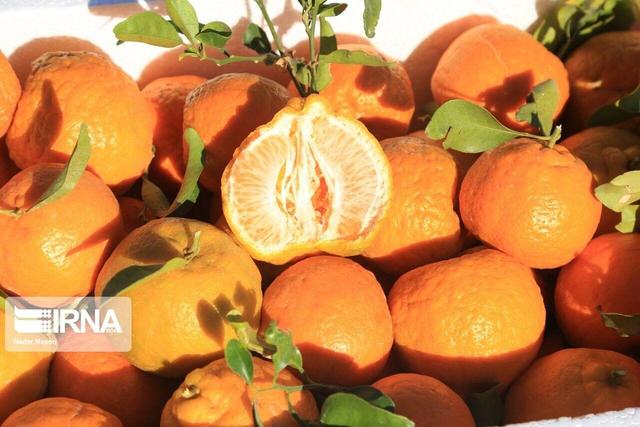 مگس میوه؛ تهدیدی جدی برای نارنگی‌های پیش‌رس مازندران
