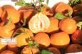 مگس میوه؛ تهدیدی جدی برای نارنگی‌های پیش‌رس مازندران