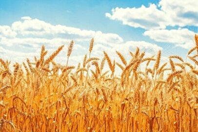 خرید تضمینی گندم از کشاورزان / پایان عملیات اعلام شد