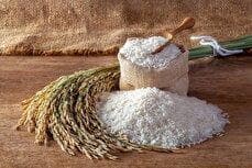 قیمت برنج ایرانی مرداد ۱۴۰۴ / برنج هاشمی، نیم‌دانه، استخوانی، دودی، معطر، طلارم و... چند؟ + جدول
