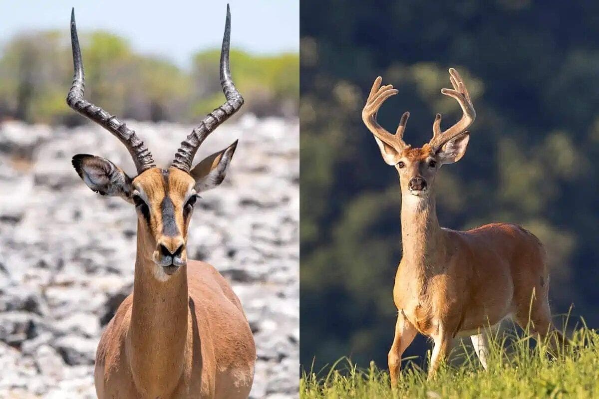 آهو با گوزن چه فرقی دارد؟