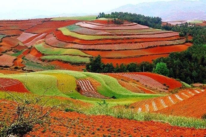 چشم‌ انداز شگفت‌انگیز مزارع سبز روی خاک سرخ
