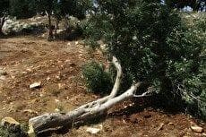 اسرائیل ۳۰۰۰ اصله درخت زیتون کرانۀ باختری را ریشه‌کن کرد (فیلم)