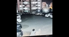 فریادهای بی‌امان زن جوان برای نجات فرزندش از حمله سگ (فیلم)