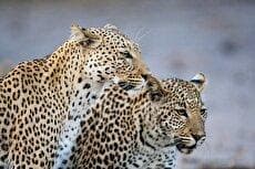 بازی ۲ پلنگ ایرانی در پارک ملی بمو در استان فارس (فیلم)