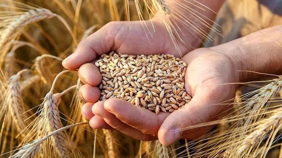 عضو ناظر مجلس: تکلیف قیمت گندم سال آینده به‌زودی مشخص می‌شود
