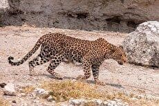 تصاویر دیدنی از سه پلنگ ایرانی در منطقه حفاظت‌شده سبزکوه (فیلم)