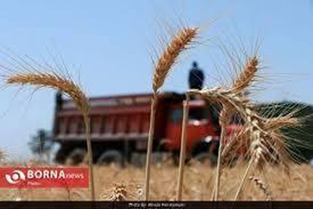 خرید بیش از ۲۱۰ هزار تن گندم از کشاورزان لرستانی
