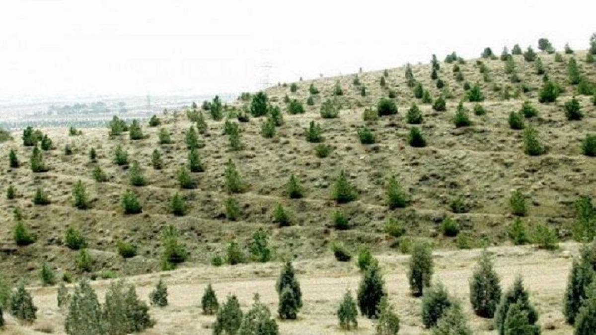 ۲ پروژه غنی سازی جنگل در استان قزوین اجرا می‌شود