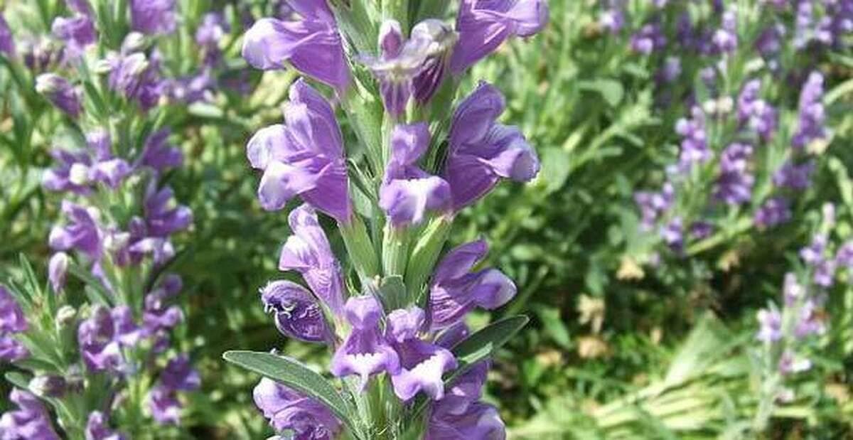 بالنگوی شیرازی، دانه‌ای خنک و مرطوب با خواص آرام‌بخشی و ضدسرفه