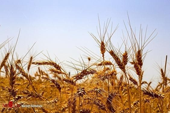 پرداخت مطالبات گندم‌کاران با ورود قوه‌قضاییه تسریع شد/ هشدار درباره تبعات تأخیر در اعلام نرخ خرید تضمینی