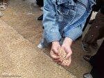 مراسم سنتی نیت کردن و توسل بر امام حسین(ع) با گندم شماری و نذر گندم در اهر
