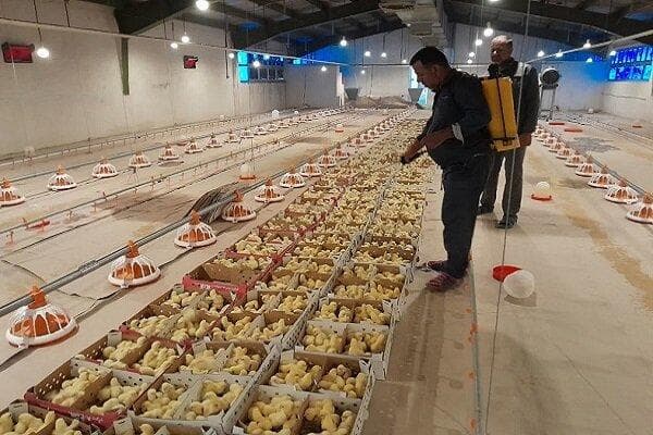 ماجرای خفه کردن مرغ‌ها با گاز در مرغداری‌ها چه بود؟