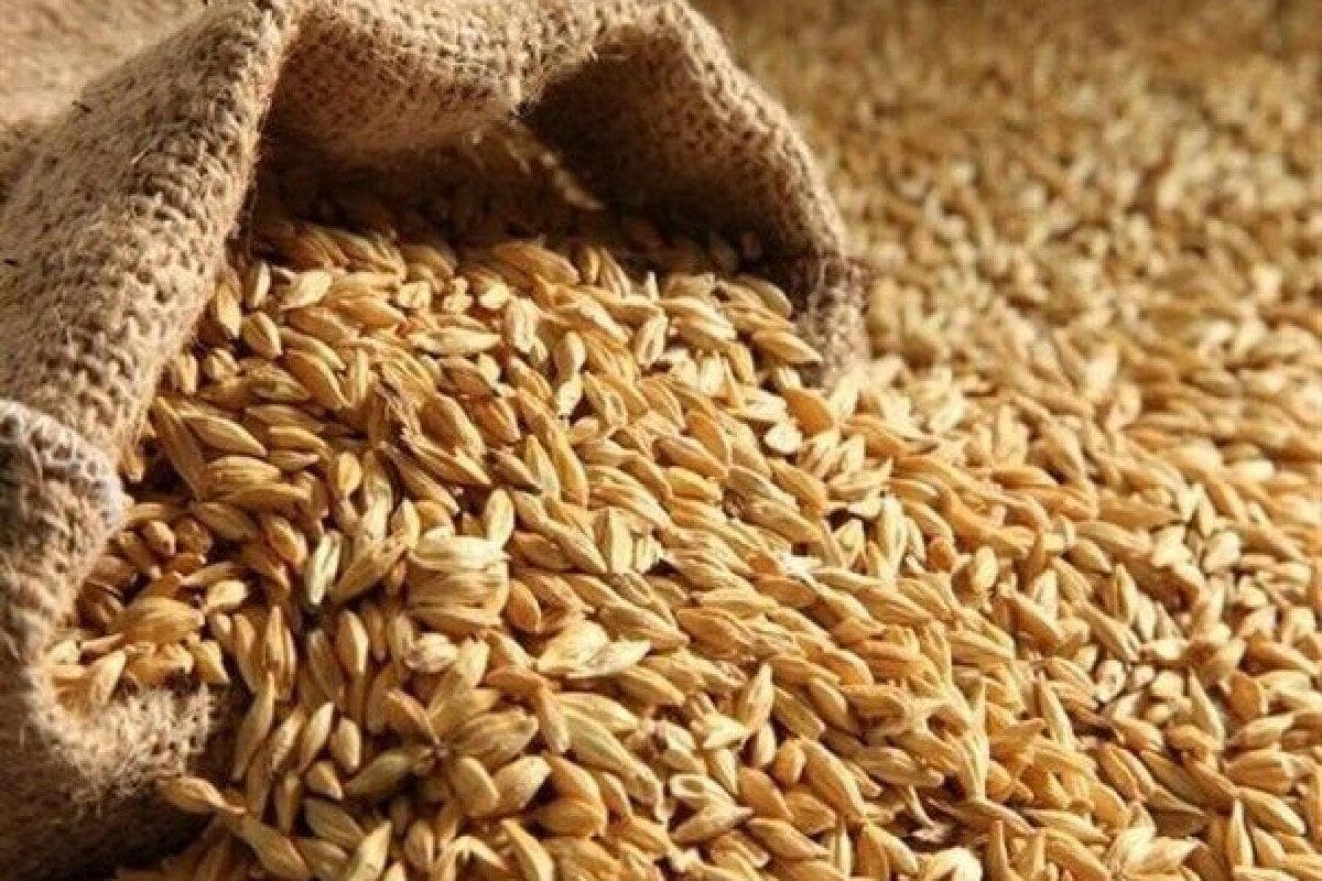 جریمه دیرکرد به گندم‌کاران پرداخت می‌شود