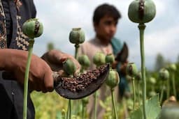 احتمال کشت رسمی مواد مخدر برای تأمین دارو