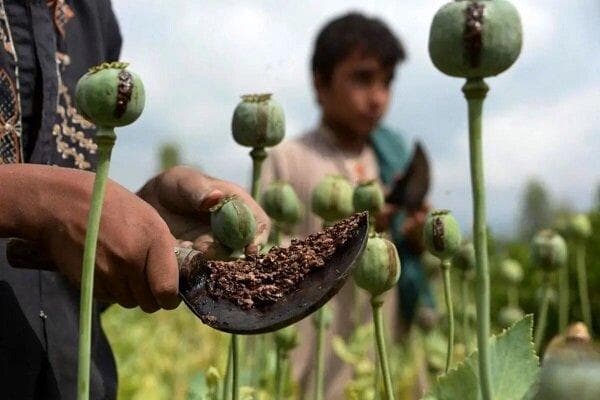 احتمال کشت رسمی مواد مخدر برای تأمین دارو
