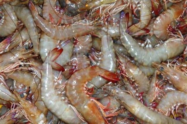 ضایعات میگو تبدیل به ماده‌ای باورنکردنی شد