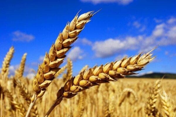 خبر جدید درباره قیمت جدید گندم