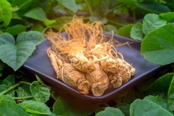 جینسینگ چیست و چه خواصی دارد؟