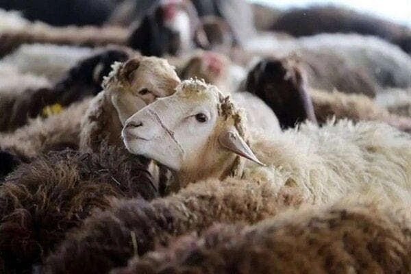 قیمت دام‌زنده شنبه ۸ شهریور ۱۴۰۴