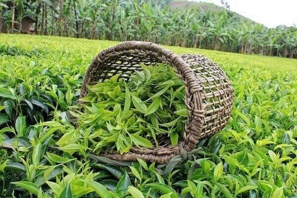 ۷۴ درصد از مطالبات چایکاران پرداخت شد