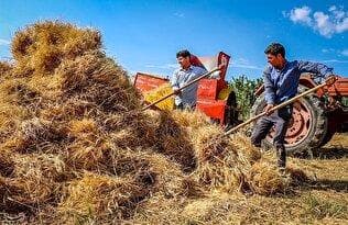 واریز ۲۱ همت دیگر از مطالبات گندمکاران
