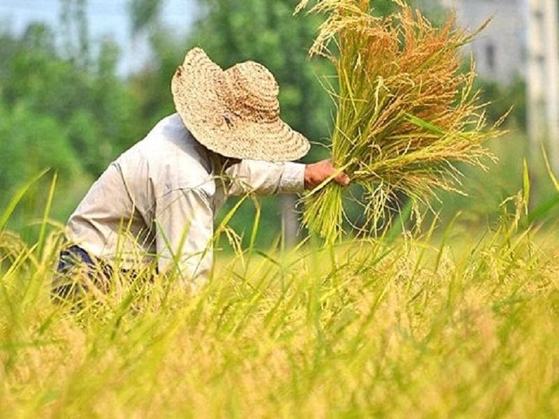 تداوم ریزش قیمت ها در بازار برنج