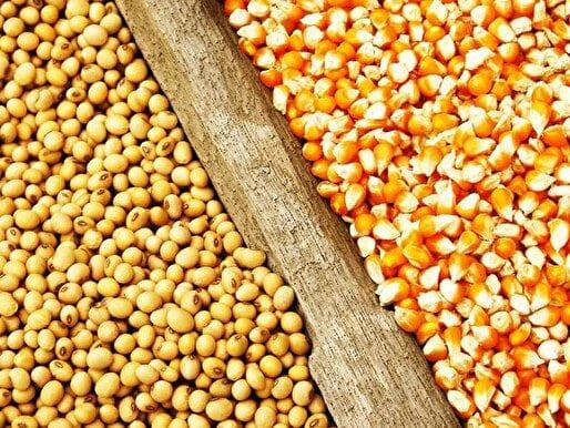 توقف افزایش ۳۰ درصدی قیمت نهاده‌های دامی