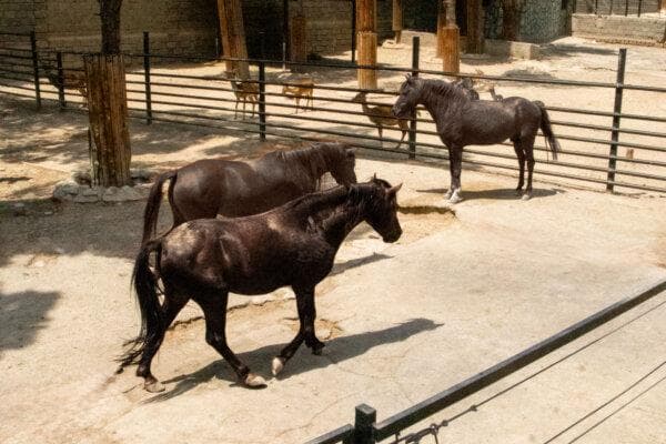 اسب‌های سرگردان جلوی کمپ باشگاه استقلال؛ مدیر باغ وحش ارم توضیح داد